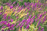 Purple Loosestrife_DSCF02326